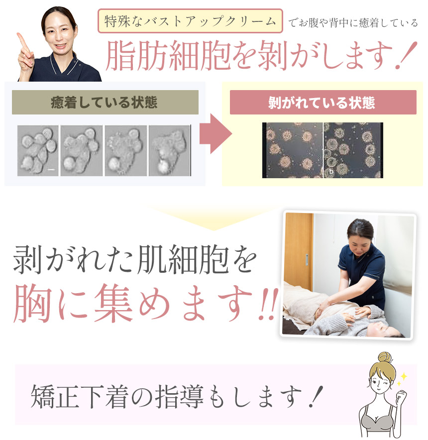 剥がれた肌細胞を胸に集めます